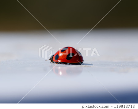 Ladybug 3 119918718