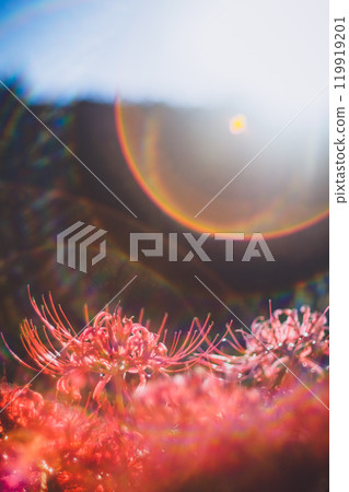 Spider lilies illuminated by the autumn sun Spider lilies illuminated by the autumn sun 119919201