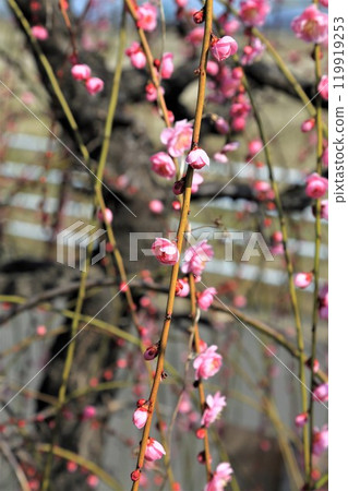 Plum Grove Walking Tour 17 (Anpachi-cho, Anpachi-gun, Gifu Prefecture: Anpachi Hyaku Plum Garden) Plum Grove Walking Tour 17 (Anpachi-cho, Anpachi-gun, Gifu Prefecture: Anpachi Hyaku Plum Garden) 119919253