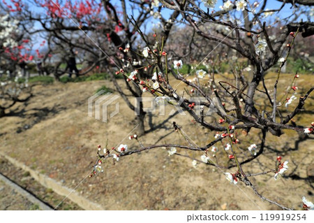 Plum Grove Walking Tour: 32 (Anpachi-cho, Anpachi-gun, Gifu Prefecture: Anpachi Hyaku Plum Garden) Plum Grove Walking Tour: 32 (Anpachi-cho, Anpachi-gun, Gifu Prefecture: Anpachi Hyaku Plum Garden) 119919254