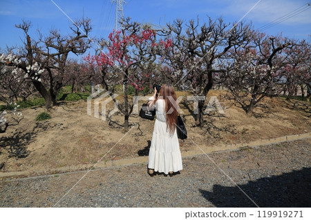 梅林漫步15（岐阜縣安八郡安八町安八梅園） 119919271