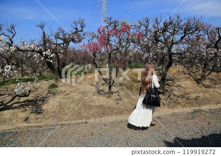 梅林漫步14（岐阜縣安八郡安八町：安八梅園） 119919272