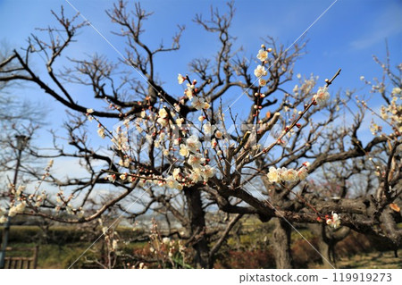 梅林漫步13（岐阜縣安八郡安八町安八梅園） 119919273
