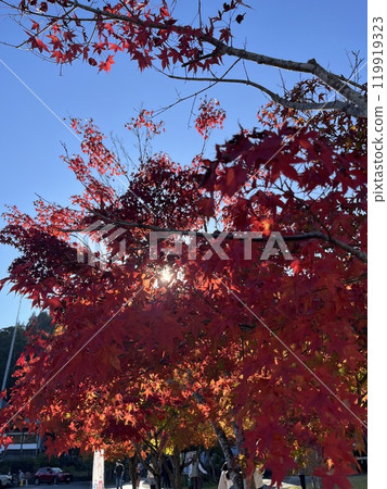 鮮紅的秋葉 119919323