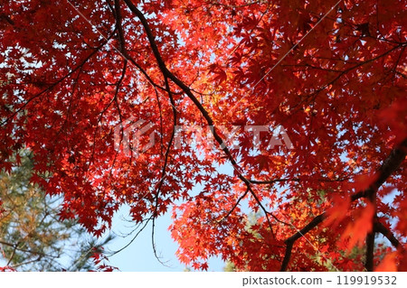 紅葉季節的紅葉 119919532