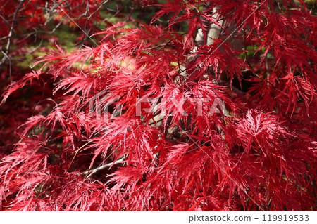 紅葉季節的紅葉 119919533