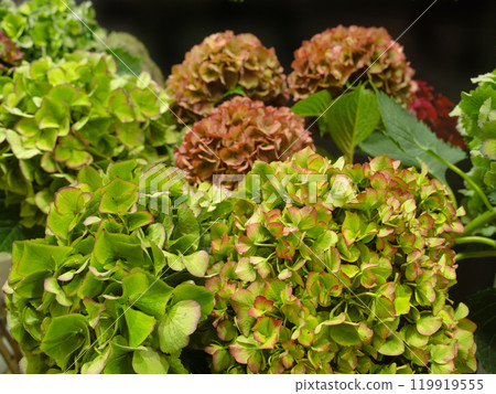 Cut flowers: Autumn-colored hydrangea Cut flowers: Autumn-colored hydrangea 119919555