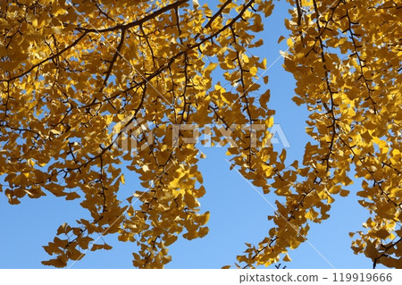 ginkgo leaves behind blue sky ginkgo leaves behind blue sky 119919666
