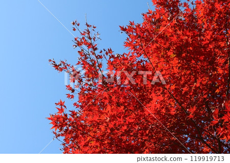 Momiji behind blue sky 119919713