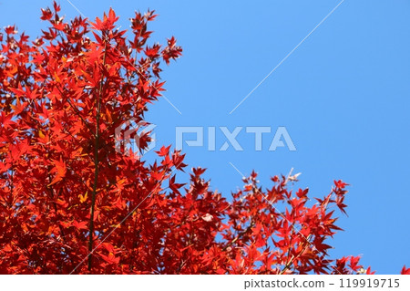 Momiji behind blue sky 119919715