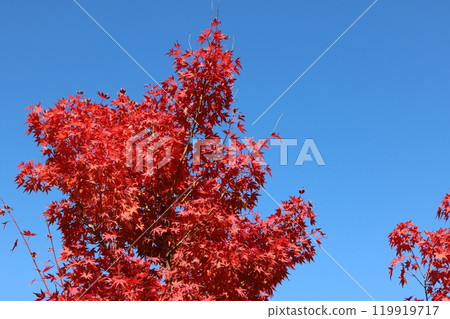 Momiji behind blue sky 119919717