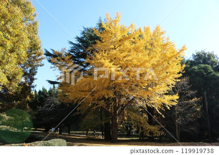 ginkgo tree behind blue sky 119919738