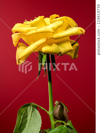 Blooming yellow tea rose on a red background 119919739