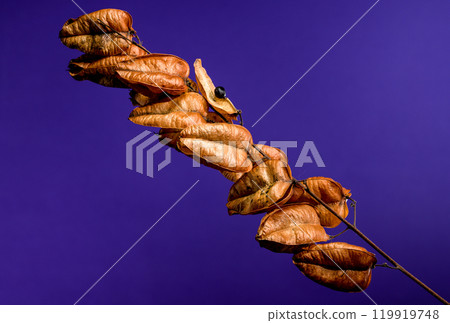 Koelreuteria paniculata or goldenrain tree on a purple background Koelreuteria paniculata or goldenrain tree on a purple background 119919748