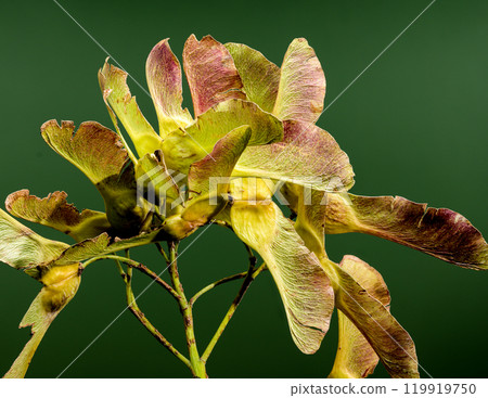 Maple seeds on a green background Maple seeds on a green background 119919750