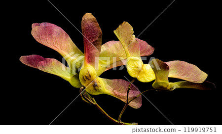 Maple seeds on a black background Maple seeds on a black background 119919751