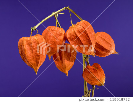 Physalis on a purple background Physalis on a purple background 119919752