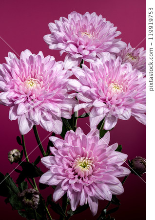 Pink Chrysanthemum multiflora on a pink background 119919753