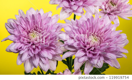 Pink Chrysanthemum multiflora on a yellow background 119919754