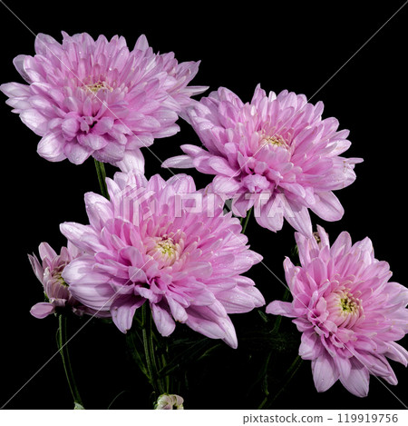 Pink Chrysanthemum multiflora on a black background 119919756
