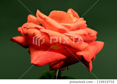 Blooming red tea rose on a green background Blooming red tea rose on a green background 119919758
