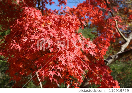 紅葉季節的紅葉 紅葉季節的紅葉 119919759