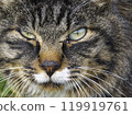 Cat close-up 119919761