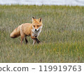 Arctic fox 6 119919763