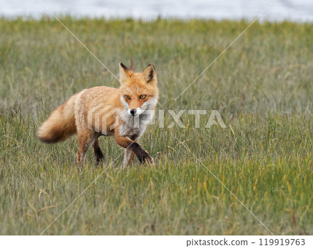 紅狐狸6 紅狐狸6 119919763