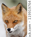 Red fox 5 119919764