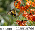 Swallowtail and lily 119919766