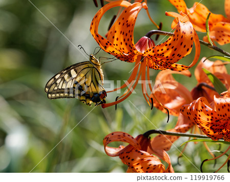 黃色燕尾和百合 119919766