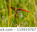 Red dragonfly 119919767