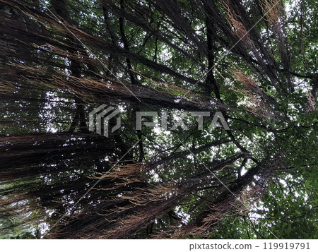 Hanging from a big tree 119919791