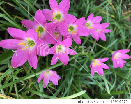 Small pink flowers Small pink flowers 119919971