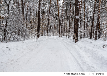 Road in the forest 119919991