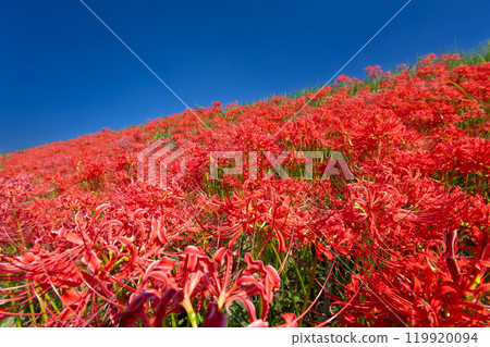 埼玉縣川越市平塚新田，藍天下的入間川沿岸，一簇紅蜘蛛百合盛開 119920094