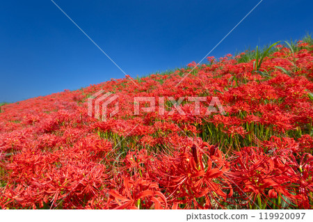Hiratsukashinden, Kawagoe City, Saitama Prefecture, cluster of red spider lily blooms all over the Iruma River bank under the blue sky 119920097