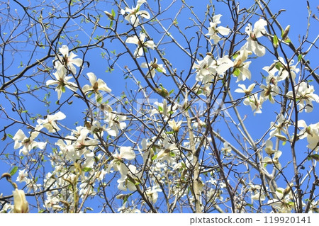 拳頭 拳頭 119920141