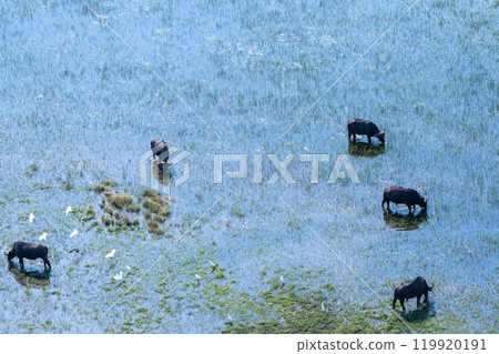 Aerial shot of a herd of buffalo grazing in the Okavango Delta Aerial shot of a herd of buffalo grazing in the Okavango Delta 119920191