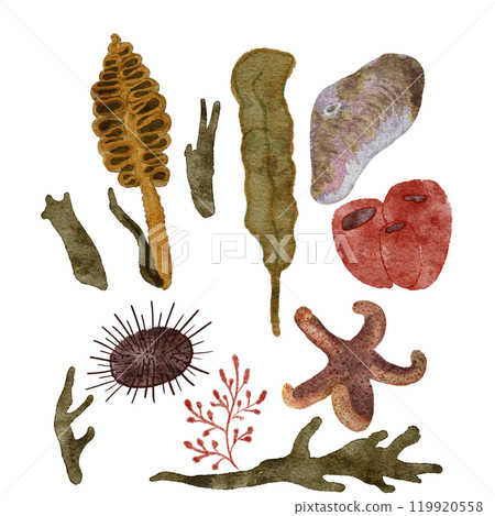 Sea urchin, shell, starfish, polyp seaweed watercolor hand-drawn illustation set isolated on white. High quality design elements for notebooks, fishing, menu, guides, stickers, diving and room design 119920558