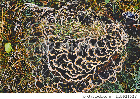 Forest beauty. Trametes ochracea mushrooms on an old stump 119921528