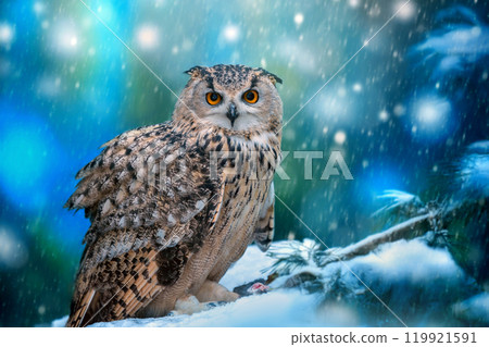 A majestic owl perched in the snow-covered forest during a serene winter snowfall at twilight A majestic owl perched in the snow-covered forest during a serene winter snowfall at twilight 119921591