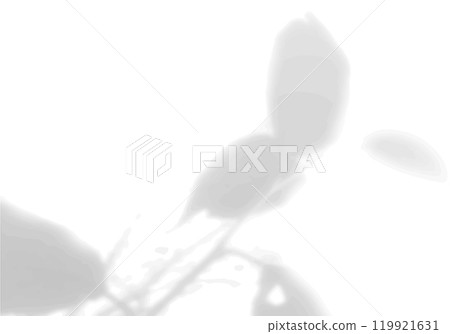 The shadow of tropical fern leaves on a white wall. Black and white image for photo overlay or mockup 119921631