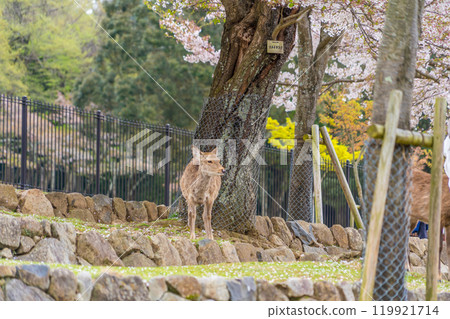 Nara deer enjoying cherry blossom viewing in Nara Park Nara deer enjoying cherry blossom viewing in Nara Park 119921714