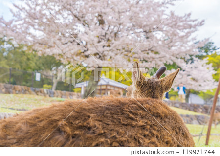 春天,櫻花翩翩起舞,奈良鹿在奈良公園賞櫻花 春天,櫻花翩翩起舞,奈良鹿在奈良公園賞櫻花 119921744