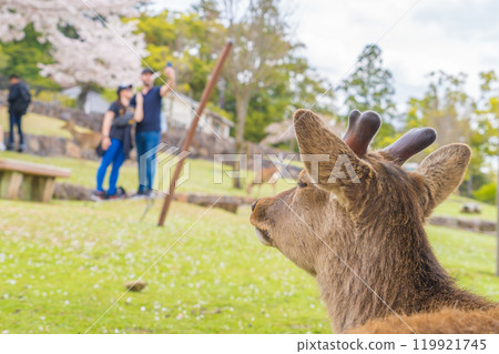春天，櫻花翩翩起舞，奈良鹿在奈良公園賞櫻花 119921745