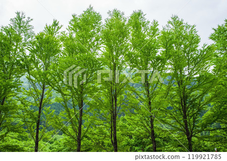 Row of fresh green trees (Katsura trees) 119921785