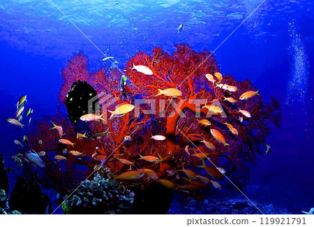巴拉蘇東部根部的異花和金魚 巴拉蘇東部根部的異花和金魚 119921791