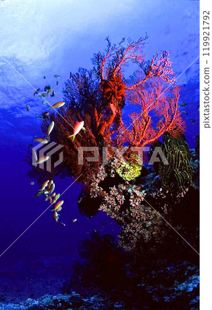 巴拉蘇東部根部的異花和金魚 巴拉蘇東部根部的異花和金魚 119921792